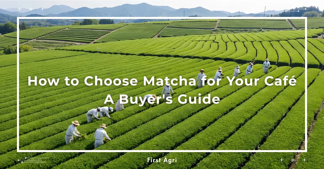 How to Choose Matcha for Your Café: A Buyer's Guide